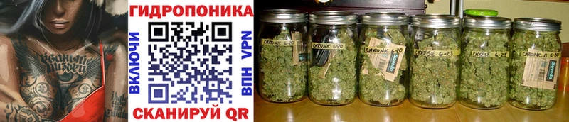 Бошки марихуана семена  Томмот 
